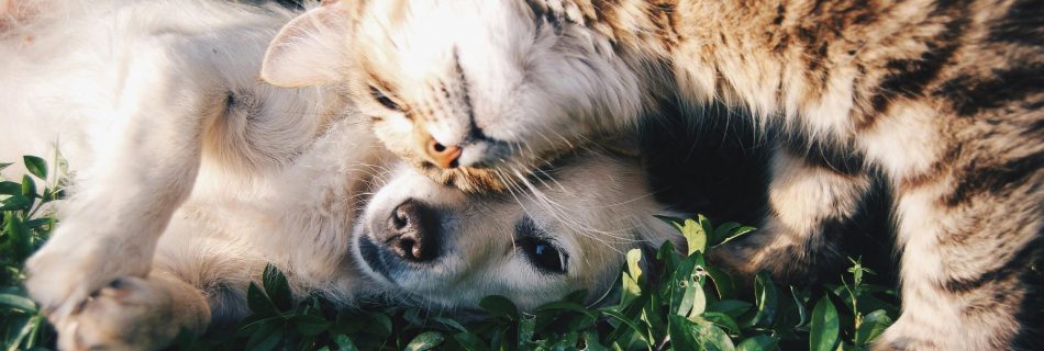 A heartwarming moment of a cat cuddling a dog on green grass outdoors.