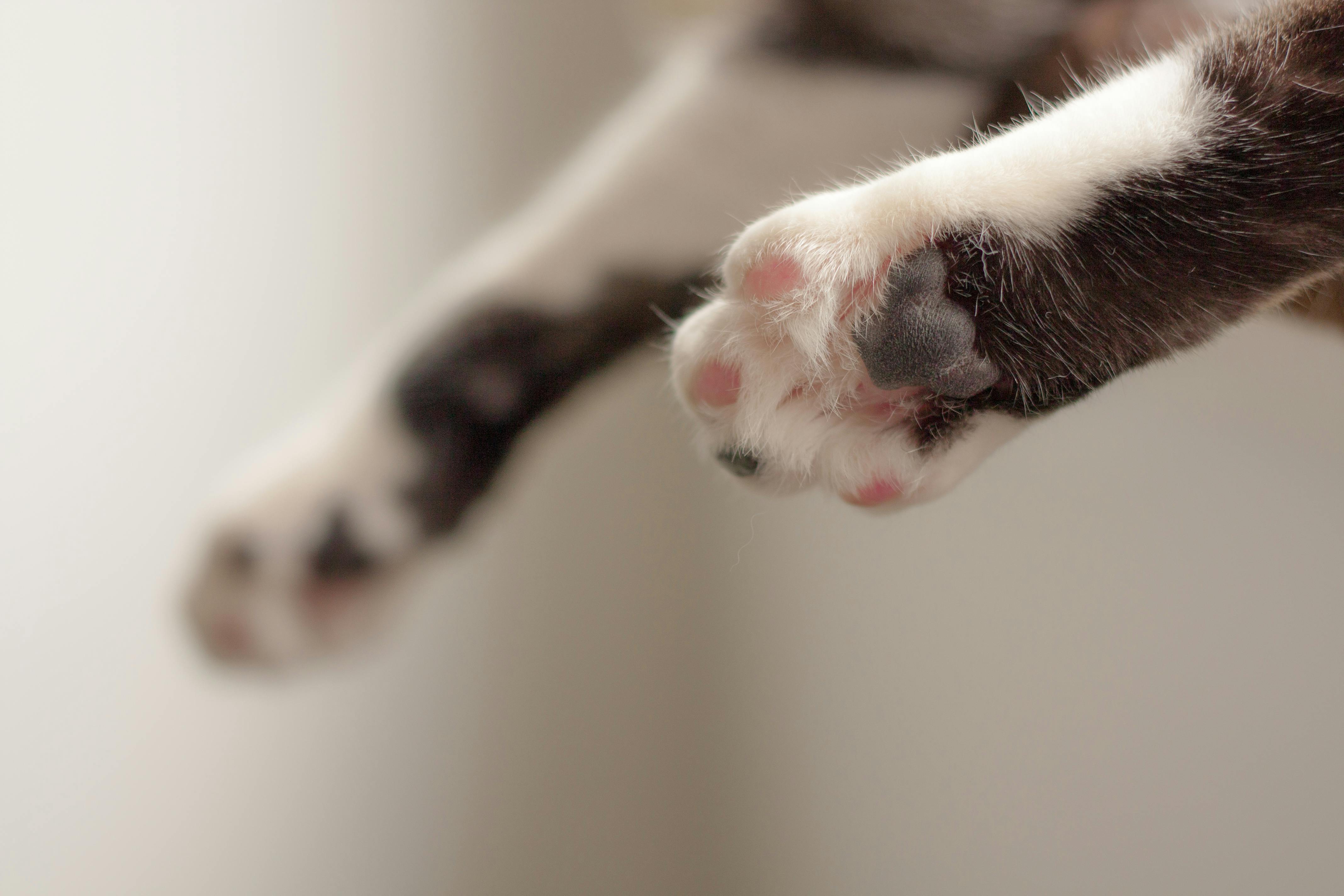 Adorable close-up shot of a cat's grey and white paws in soft focus, creating a warm and playful mood.